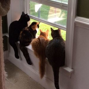 Meet your Posher, Shery